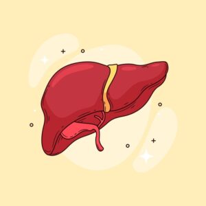 Liver