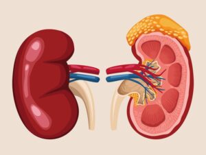 Kidneys